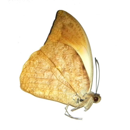 Hebomoia glaucippe timorensis