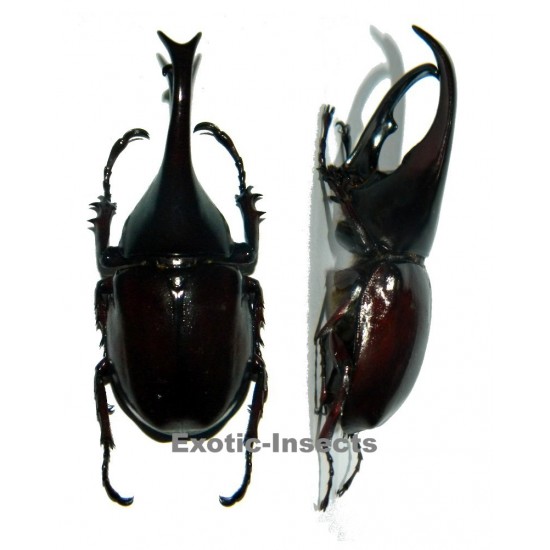 Xylotrupes gideon gideon (70-74mm)