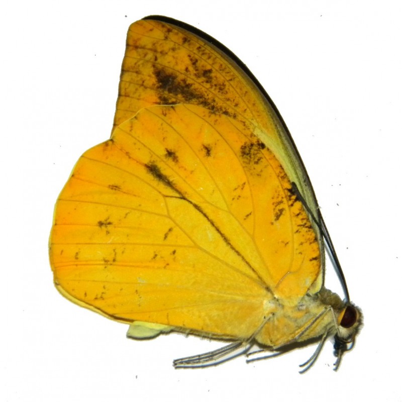 Hebomoia leucippe leucippe