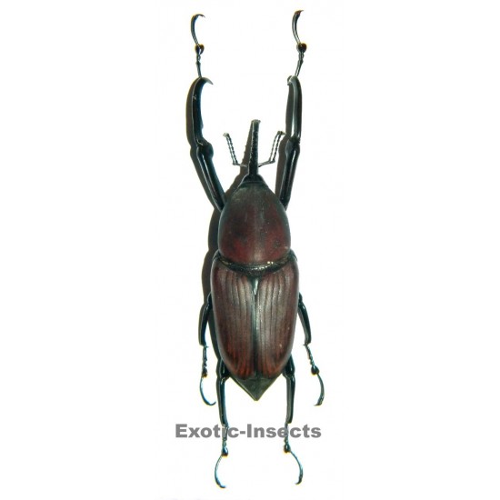 Protocerius colossus (50-59mm)