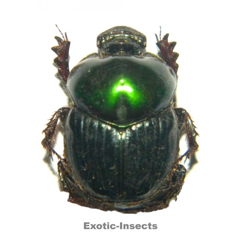 Helictopleurus giganteus