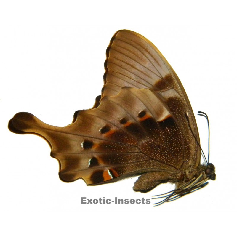 Papilio peranthus transiens X Papilio pericles  HYBRID