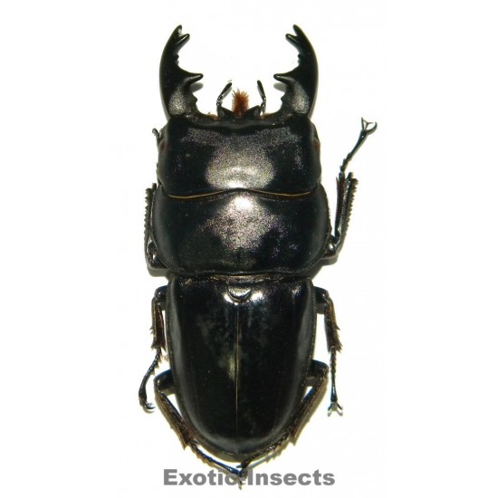 Dorcus alcides MESODONTE (70-74mm)