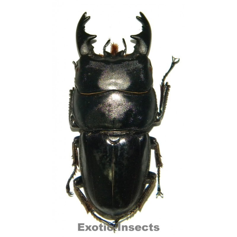 Dorcus alcides MESODONTE (75-79mm)