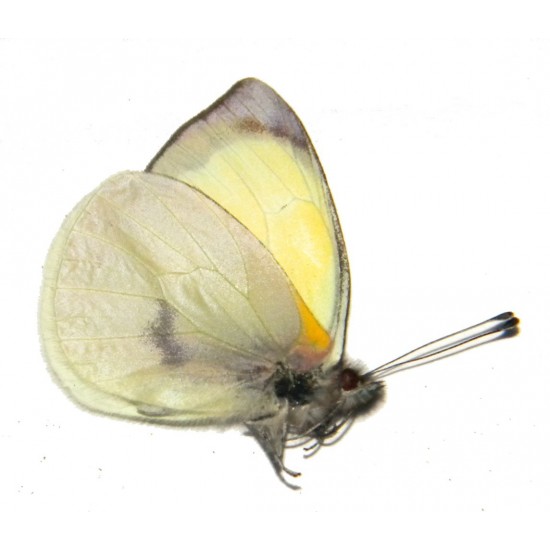 Leuciacria acuta