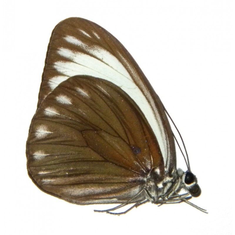 Pareronia chinki