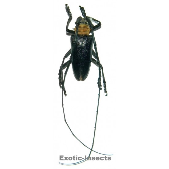 Nemophas batoceroides (35-39mm)