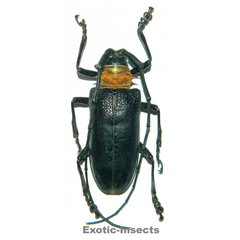 Nemophas batoceroides (45-49mm)