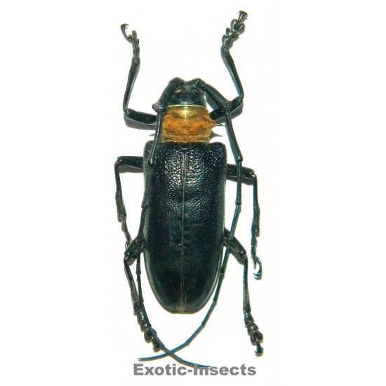 Nemophas batoceroides (45-49mm)