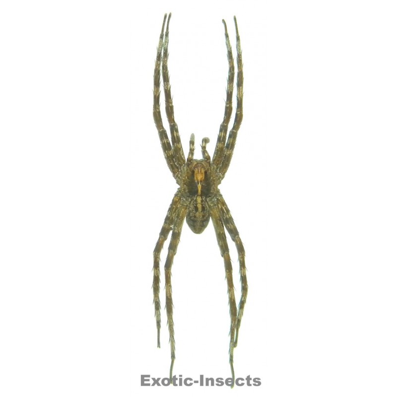 Acantheis longiventris