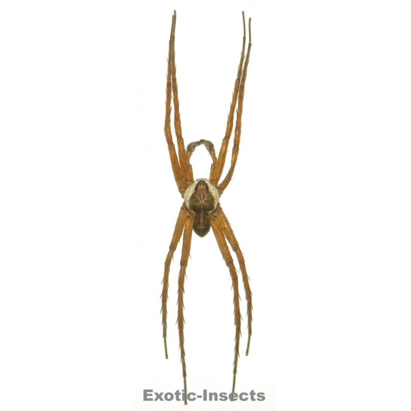 Dolomedes boiei
