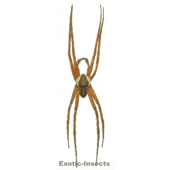 Dolomedes boiei