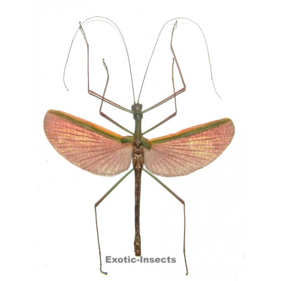 Necroscia sp.01