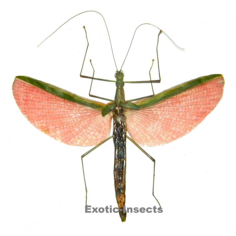 Necroscia sp.01