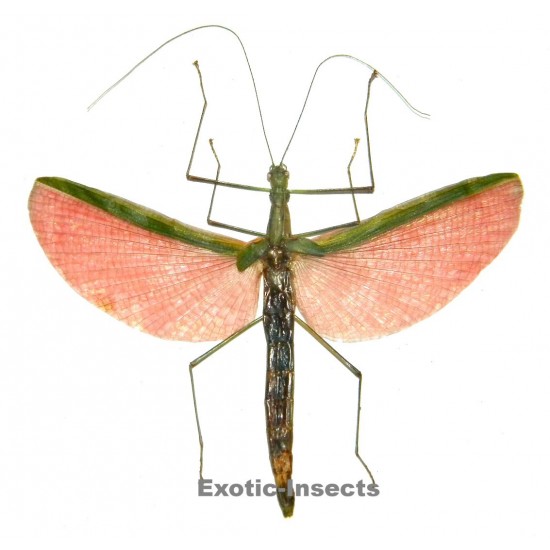 Necroscia sp.01