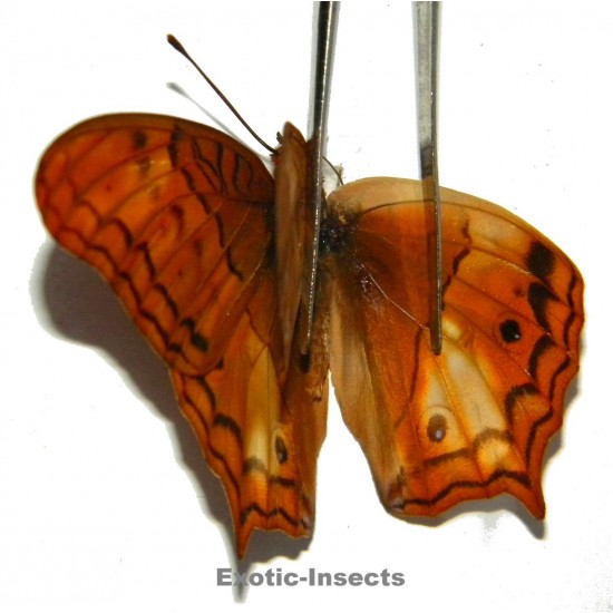 Vindula dejone buruana ABERRATION