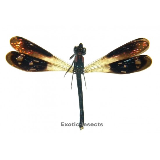 Heliocypha fenestrata