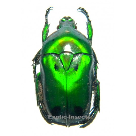 Heterorrhina sexmaculata imperatrix