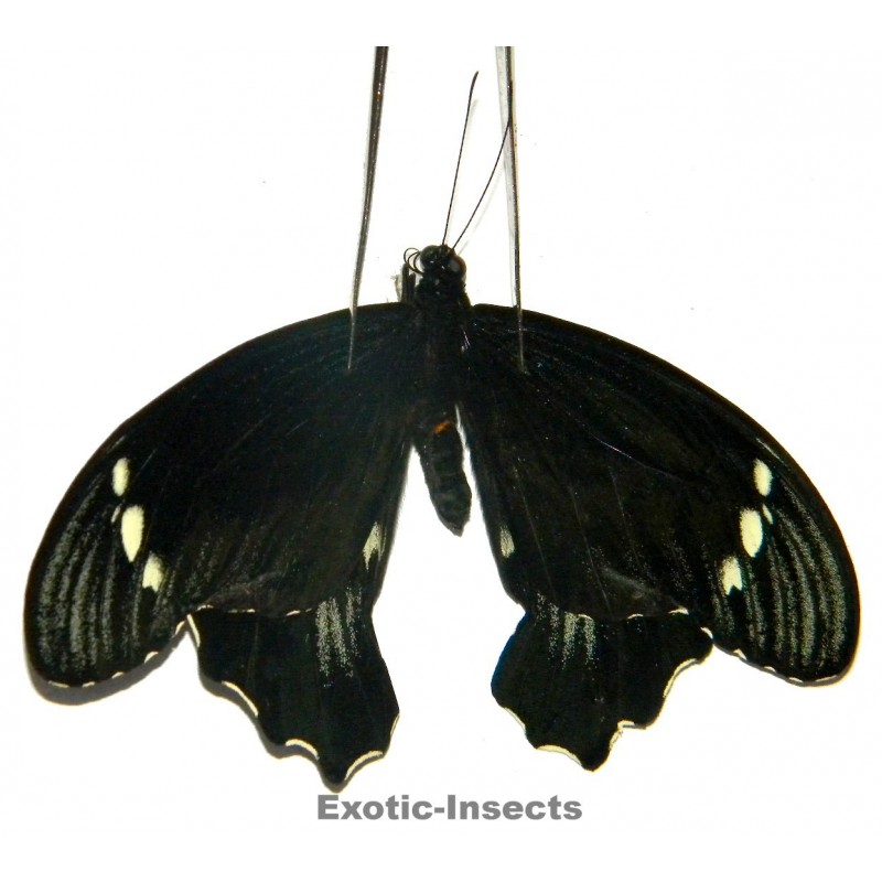 Papilio gambrisius buruanus  ABERRATION 02