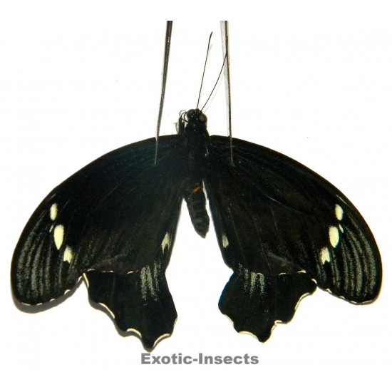 Papilio gambrisius buruanus  ABERRATION 02