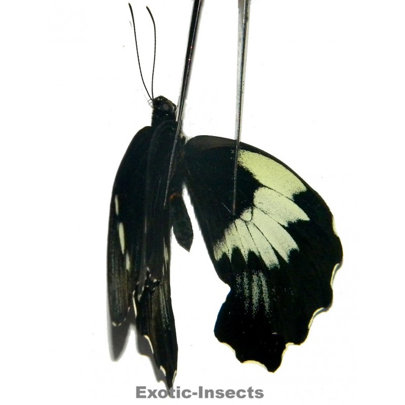 Papilio gambrisius buruanus  ABERRATION 02