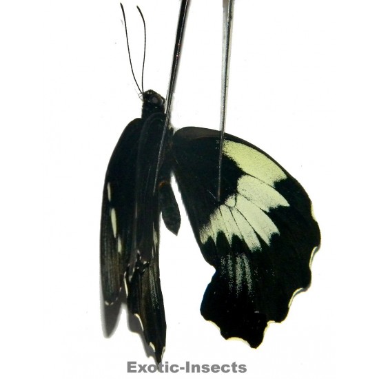 Papilio gambrisius buruanus  ABERRATION 02