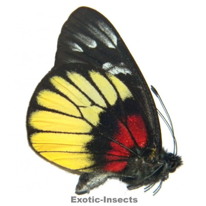 Delias ninus alluviorum