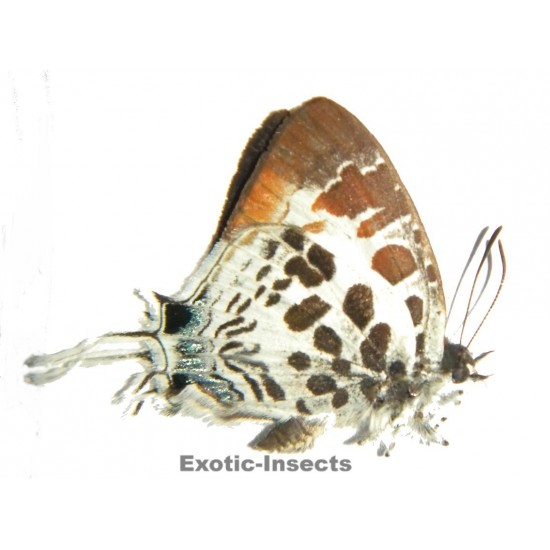 Drupadia estella
