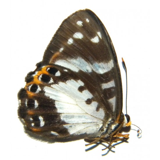 Praetaxila wallacei