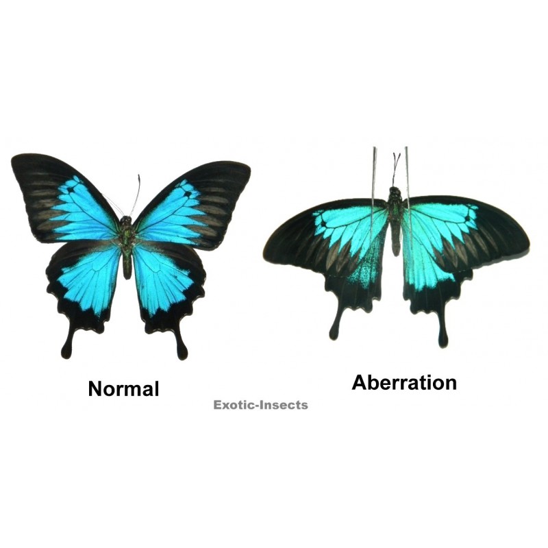 Papilio ulysses ulysses ABERRATION 20