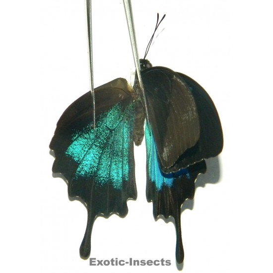 Papilio ulysses ulysses ABERRATION 20