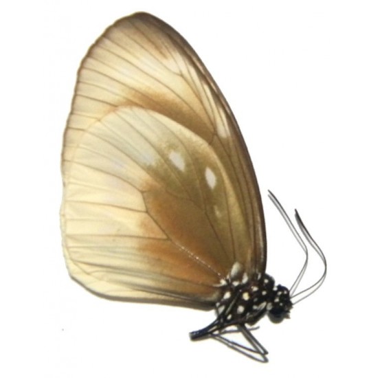 Euploea leucostictus frigida