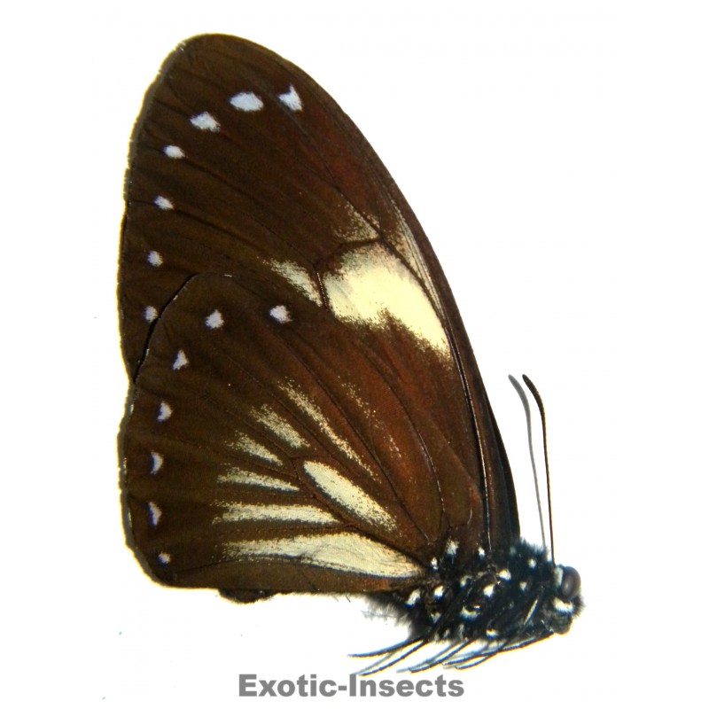 Chilasa paradoxa paradoxa WHITE FORM