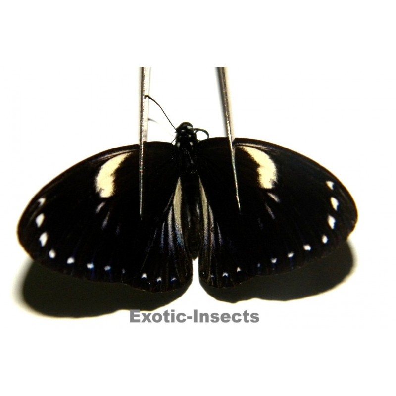 Chilasa paradoxa paradoxa WHITE FORM