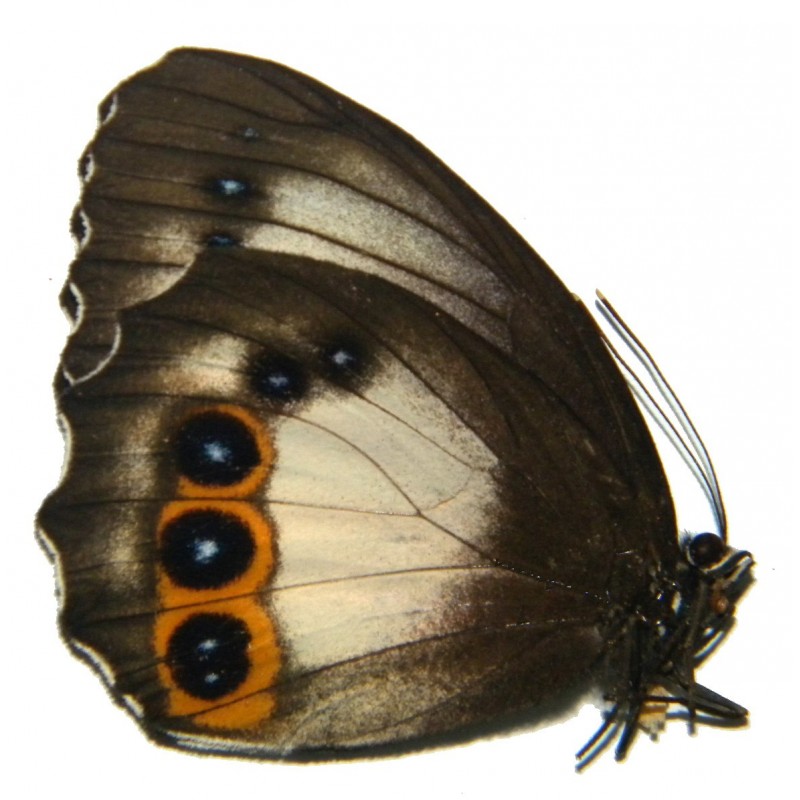 Elymnias agondas melane EXTRA WHITE
