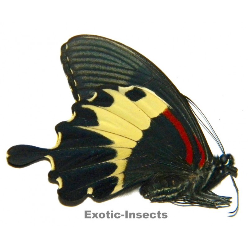 Papilio diophantus