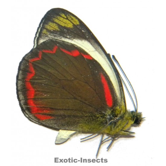 Delias buruana