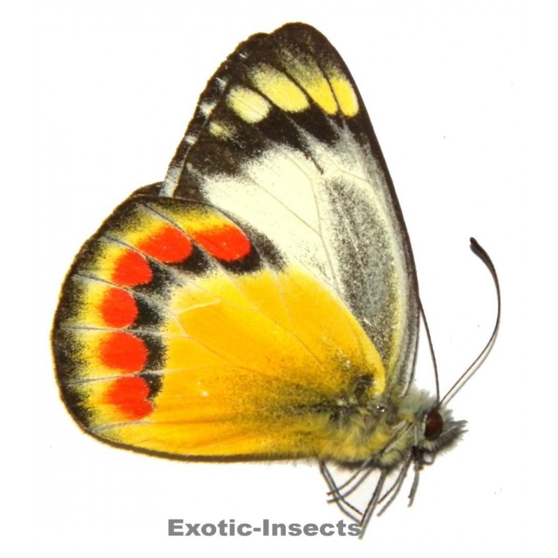 Delias sambawana kenta