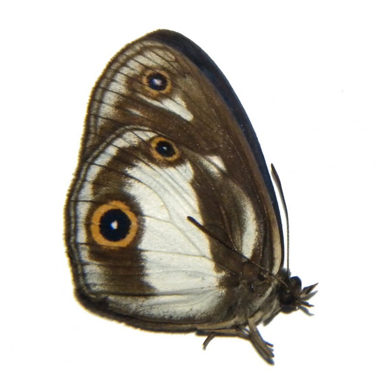 Mycalesis drusillodes