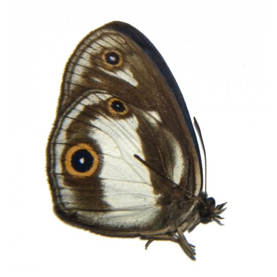 Mycalesis drusillodes