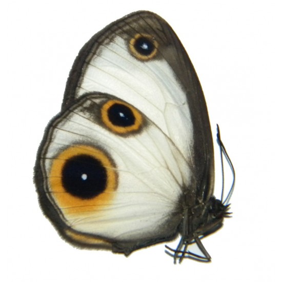 Mycalesis drusillodes