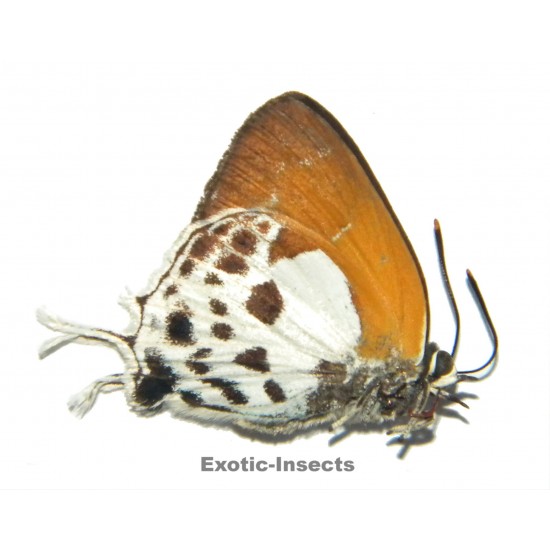 Iraota abnormis