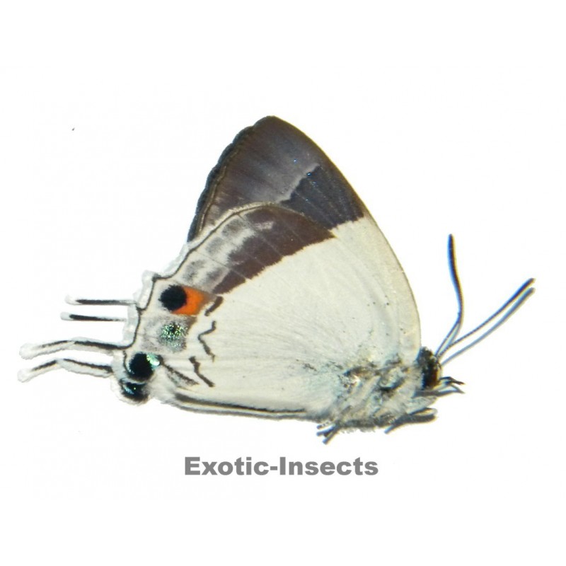 Eliota jalindra jalindra