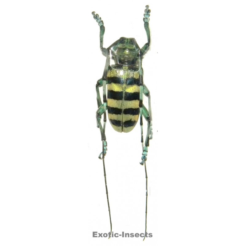 Anoplophora medenbachii