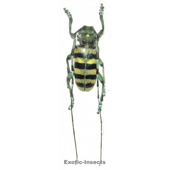 Anoplophora medenbachii