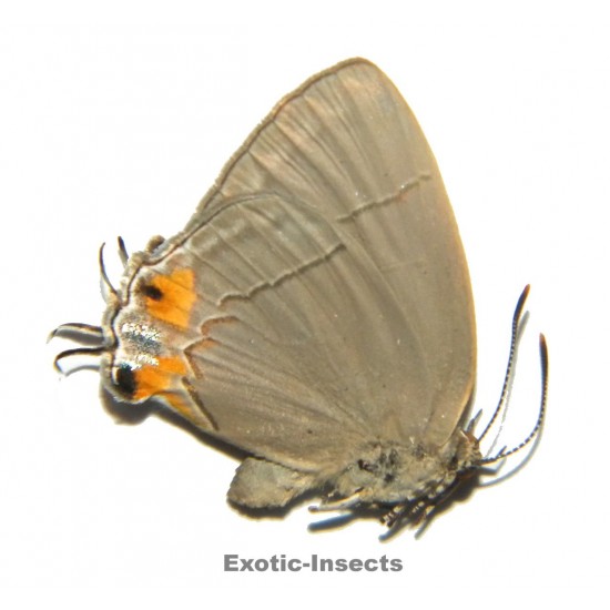 Pratapa deva cartena