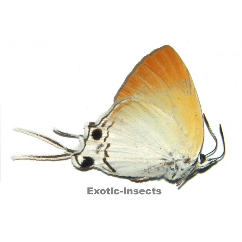 Manto hypoleuca hypoleuca