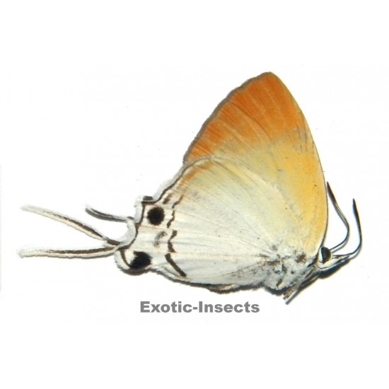 Manto hypoleuca hypoleuca