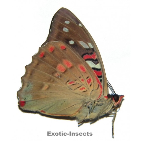 Euthalia whiteheadi culminicola