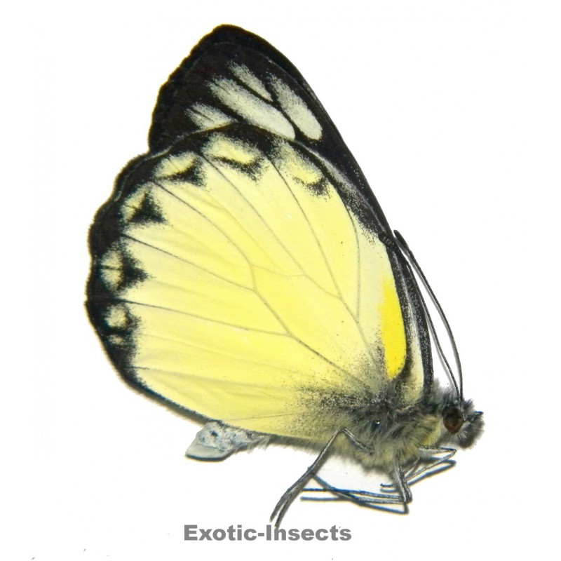 Delias belisama belisama  YELLOW FORM